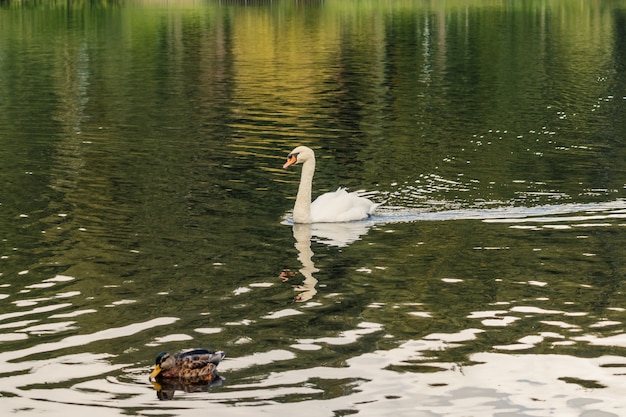 大きな明確な起伏のある池で泳いでいる白鳥のクローズアップ