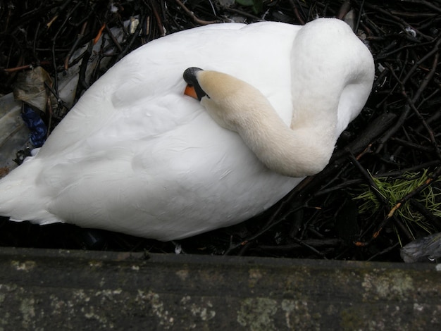 Foto prossimo piano del cigno bianco