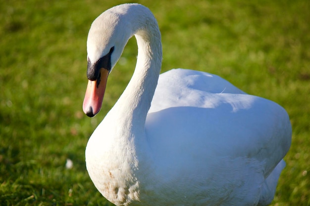 close-up of white swan