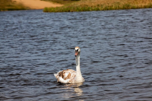 Close up on white swan