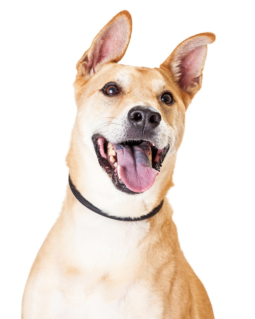 Close Up Of White and Tan Large Mixed Breed Dog