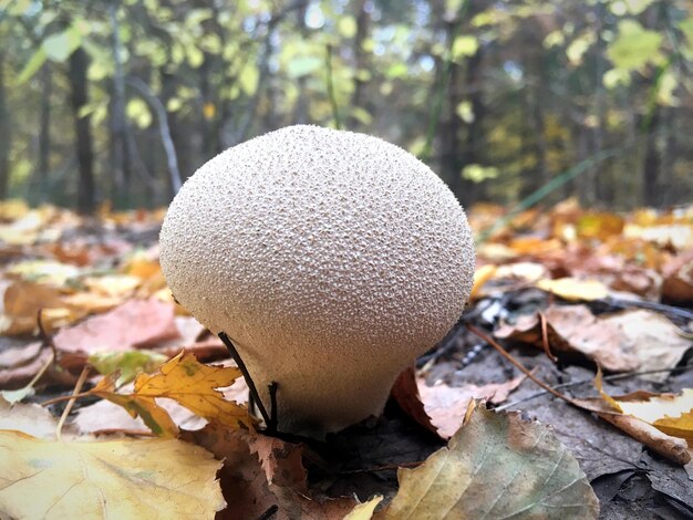 Foto close-up di un fungo bianco che cresce nella foresta