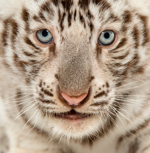 Primo piano di un cucciolo di tigre bianco