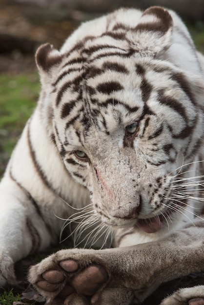 Photo close-up of white tiger