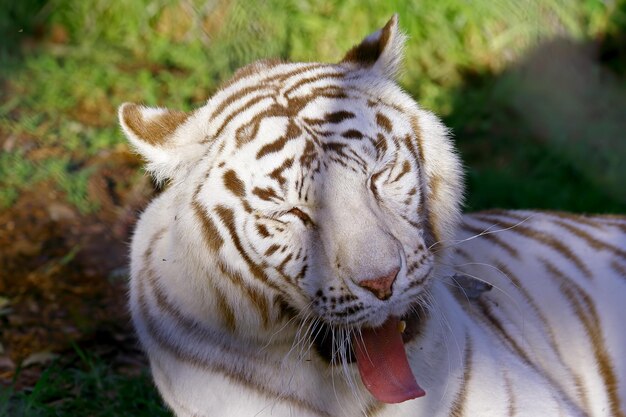 Photo close-up of white tiger