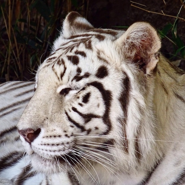 Close-up of white tiger