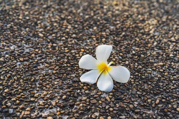 흰 열대 꽃 (Plumeria, Frangipani)을 닫습니다 바닥에 나뭇잎