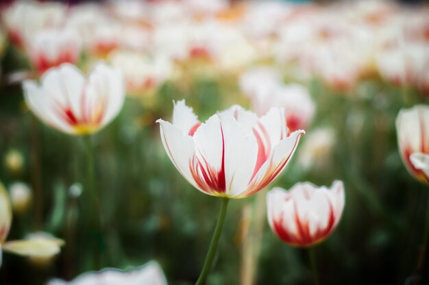 Close up of white tulip in the garden