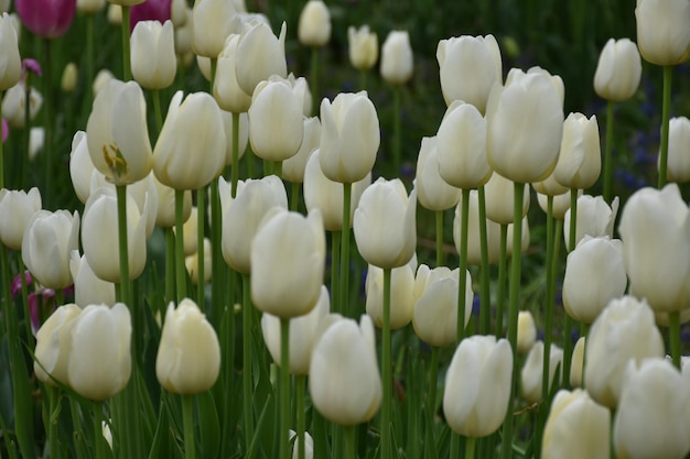 Foto prossimo piano di tulipani bianchi