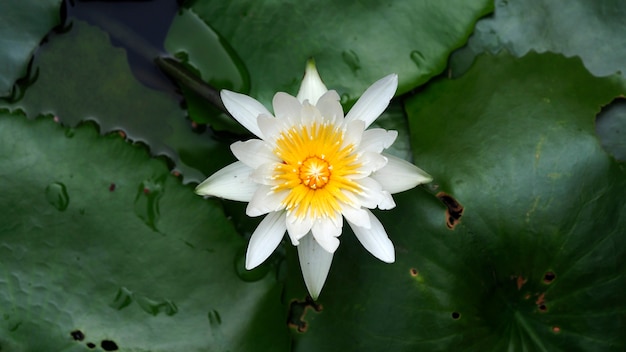 Photo close up of a  white water lily in a pond in the morning outdoor.