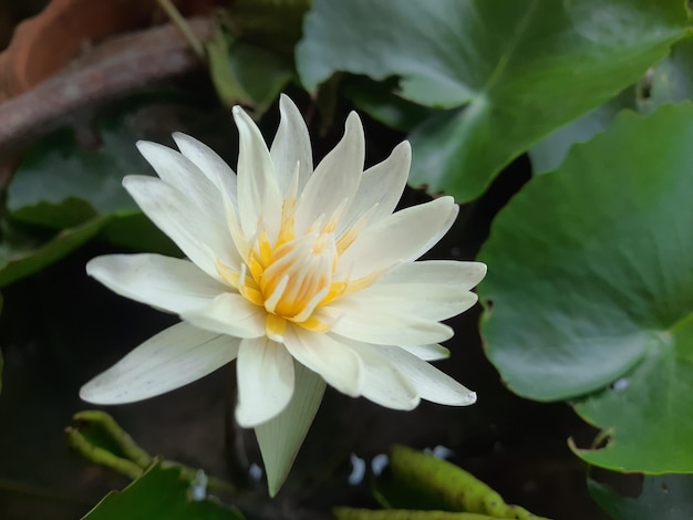 Photo close-up of white water lily