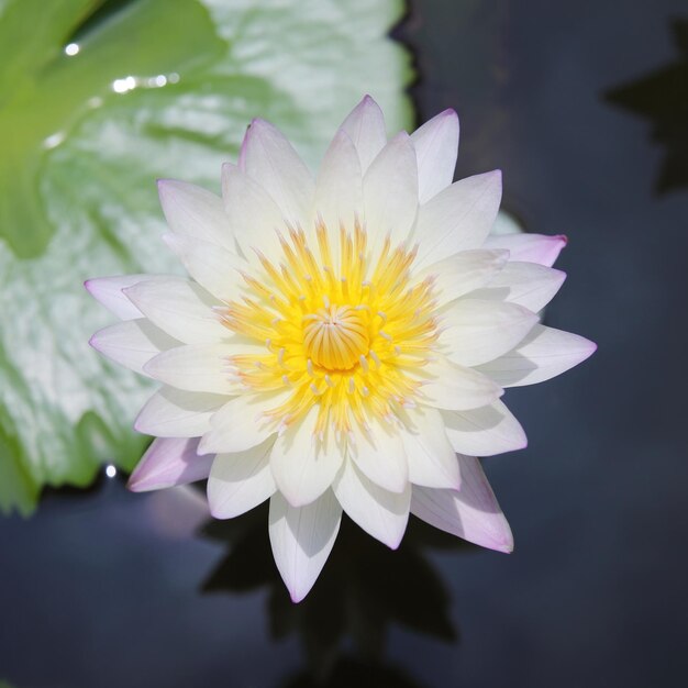 Foto prossimo piano del giglio d'acqua bianco