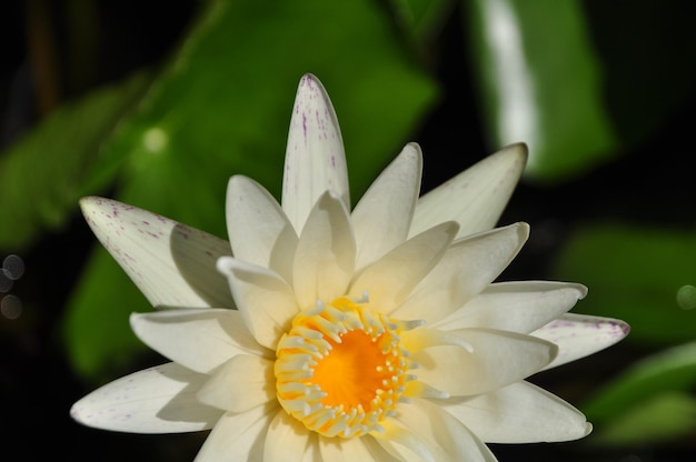 Photo close-up of white water lily