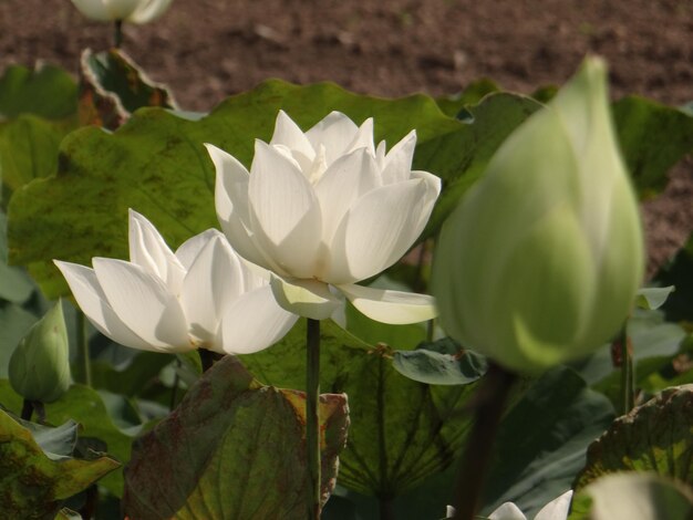 Close-up of white water lily