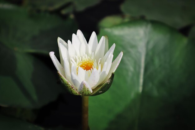 Photo close-up of white water lily