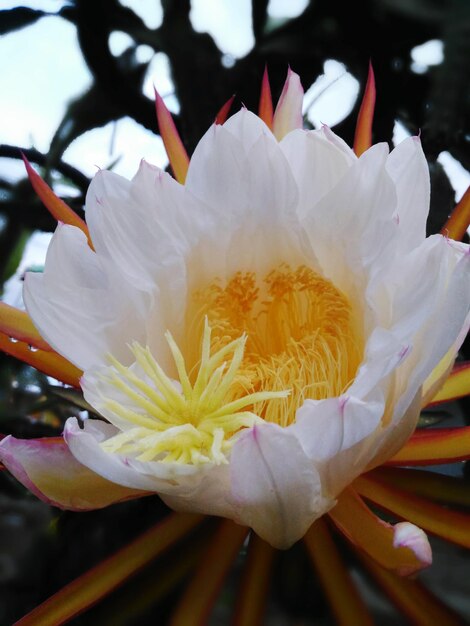 Close-up of white water lily