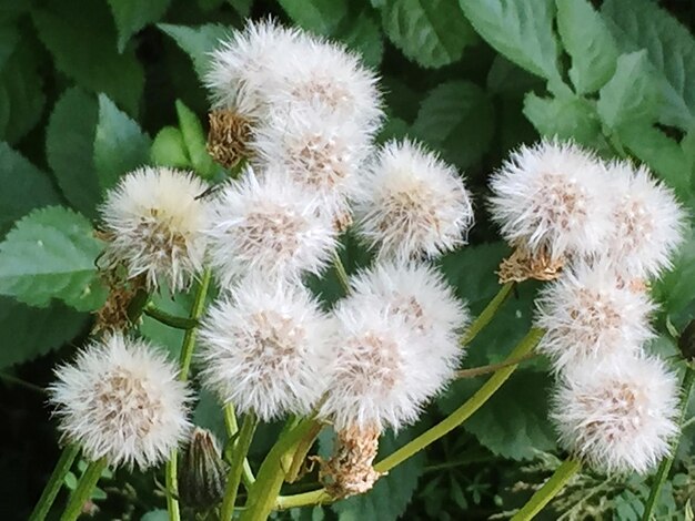 Foto prossimo piano di fiori selvatici bianchi