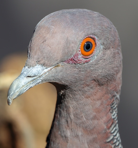 白い翼のある鳩にクローズアップ