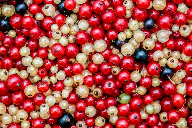 Close up white or yellow, red,  black  raw currant background