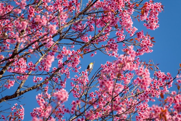 Close up whiteeye bird on cherry blossom and sakura