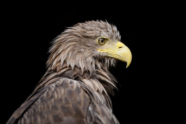 Close up Whitetailed eagle portrait on black background
