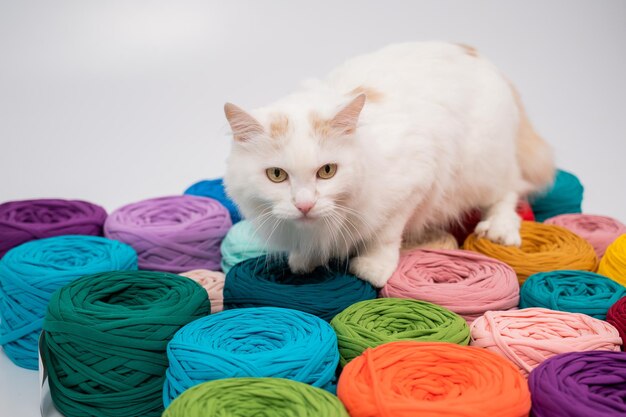 Close-up of a whiting fluffy cat among multicolored cotton skeins