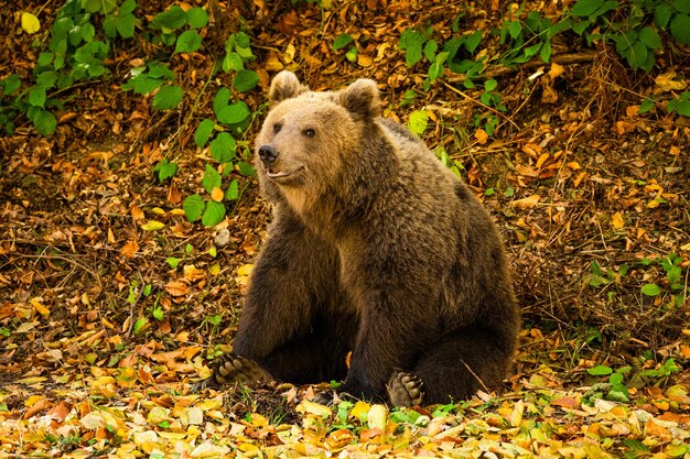 Close-up of a wild bear in the forest