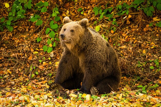 Foto prossimo piano di un orso selvaggio nella foresta