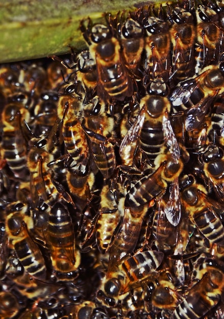 Foto primo piano di un alveare selvatico su aloe vera