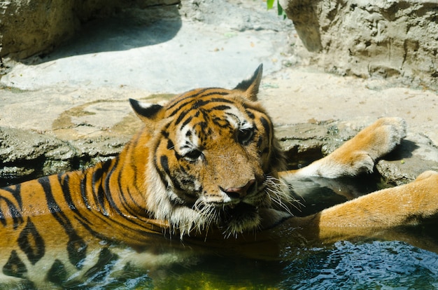 Chiuda sulla tigre di bengala selvaggia che riposa in un parco nazionale.