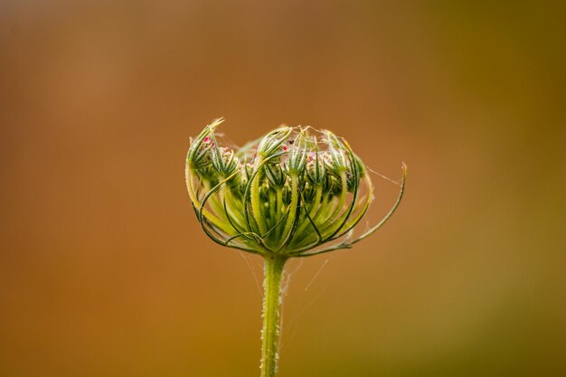 Photo close-up of wild carrot flower