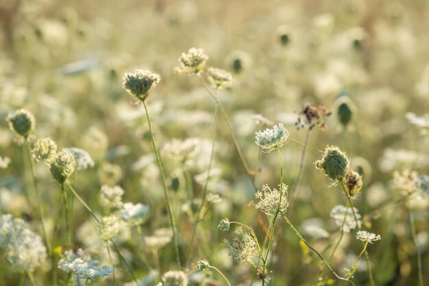 Close up of wild carrot flowers under the beautiful sun rays Tender picture of nature life in the country the beauty of blossom