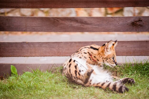 Photo close-up of wild cat resting at zoo