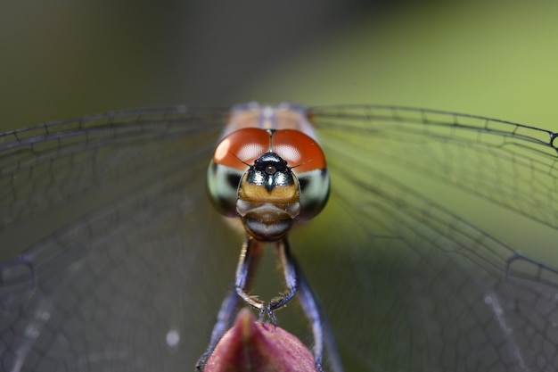 close up wild dragonfly in field