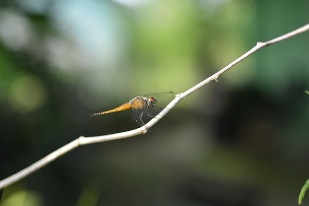 close up wild dragonfly in field