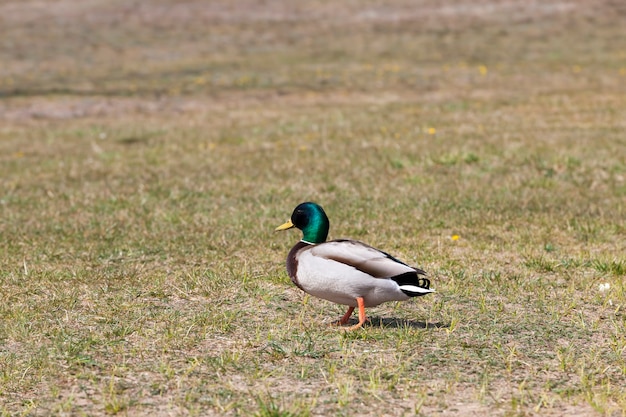 Close up on wild duck