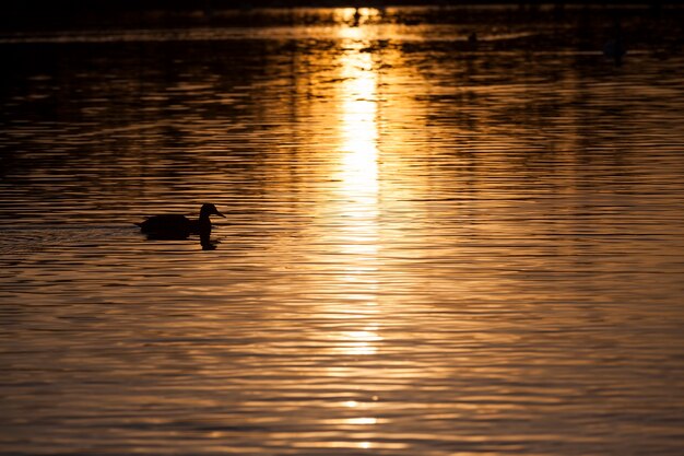 Close up on wild ducks