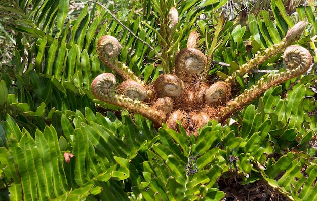 Close Up of Wild Fern in Southern Brazil