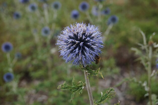 Photo close-up of wild flower