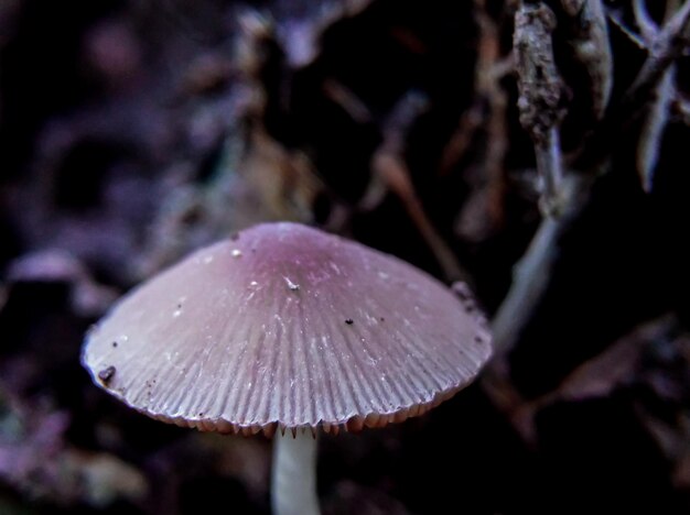 Photo close up of wild forest umbrella mushroom