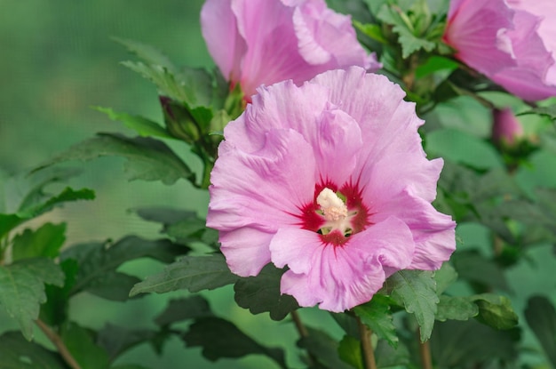 Close up wild hibiscus flowers background Pink wild bush hibiscus Beautiful pink hibiscus roses