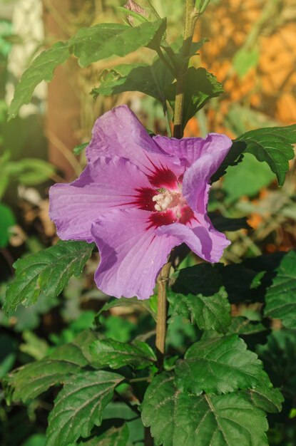 野生のハイビスカスの花の背景をクローズアップピンクの野生の茂みのハイビスカス美しいピンクのハイビスカスのバラ