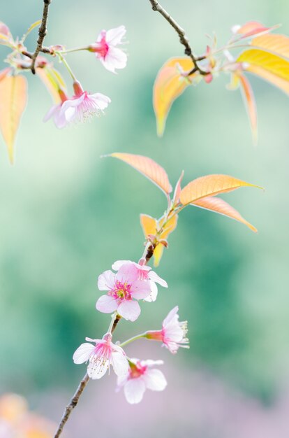 Крупный план диких цветов Гималаев Черри в весенний сезон