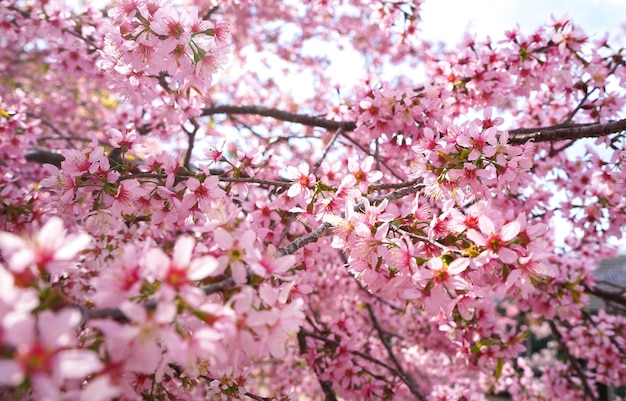 野生のヒマラヤのチェリーの花やさくらのクローズアップ