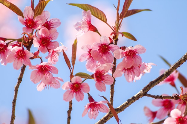 野生のヒマラヤのチェリーの花やさくらのクローズアップ