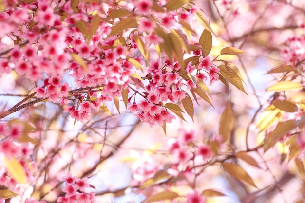 野生のヒマラヤのチェリーの花やさくらのクローズアップ