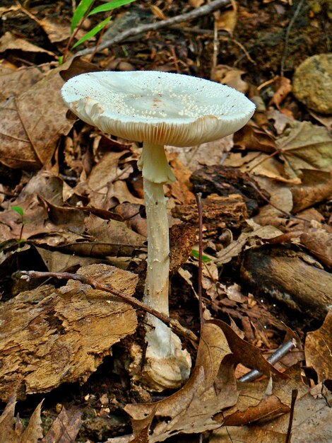 Close-up of wild mushroom on field