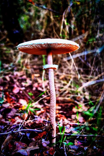 Foto close-up di un fungo selvatico che cresce sul campo