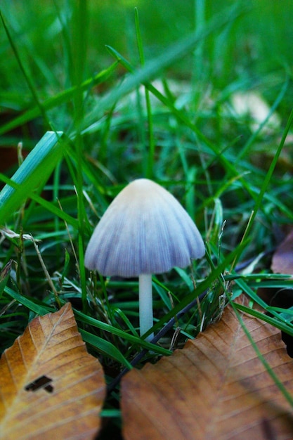 Close-up of wild mushroom growing on grassy field