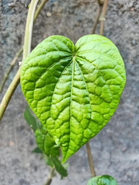 Close up of wild pepper plant